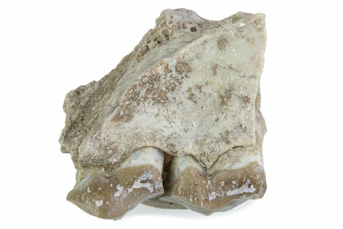 Fossil Oreodont (Merycoidodon) Jaw Section - South Dakota #375502